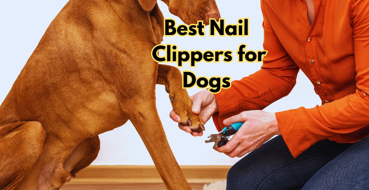 Best Nail Clippers for Dogs